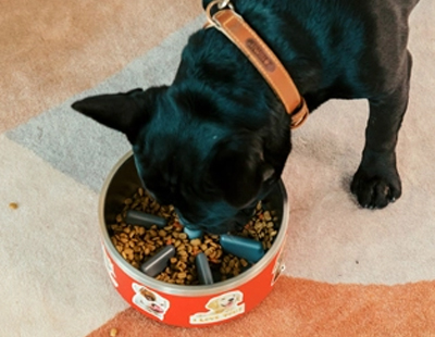 How to Choose a High-Quality Pet Bowl Supplier: A Complete Analysis from Design to Production